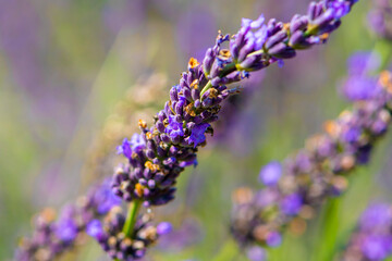 Lavender flowers close-up on a blurry background