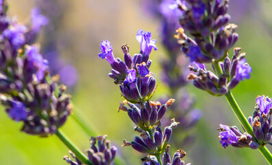 Lavender flowers close-up on a blurry background
