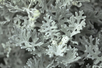 natural macro floral background with silver leaves of Jacobaea maritima, commonly known as silver ragwort
