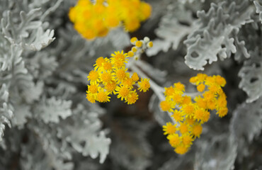 natural macro floral background with silver leaves of Jacobaea maritima, commonly known as silver ragwort
