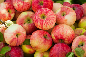 Melba apples. Background from ripe Melba apples