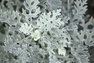 natural macro floral background with silver leaves of Jacobaea maritima, commonly known as silver ragwort
