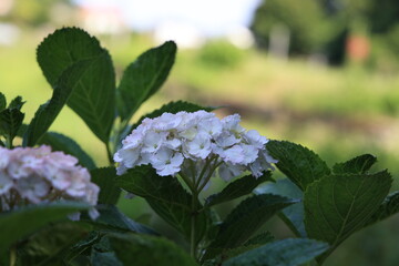 あじさい