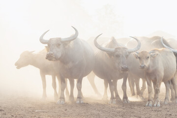 Many buffalo herds in the southern provinces of Thailand.