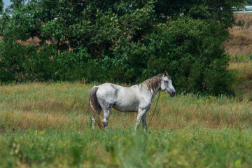 Obraz na płótnie Canvas Light gray beautiful horse grazes in the meadow on a sunny day.