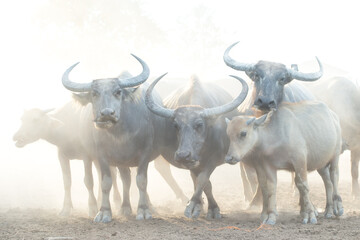Many buffalo herds in the southern provinces of Thailand.
