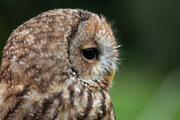 Tawny Owl 1