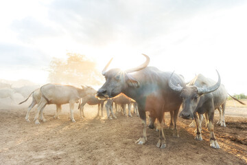 Many buffalo herds in the southern provinces of Thailand.