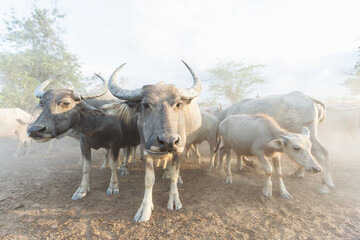 Many buffalo herds in the southern provinces of Thailand.