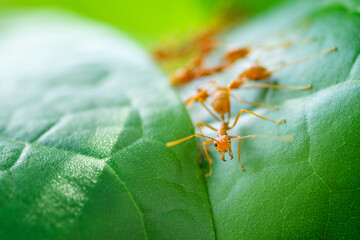 Closeup Red ants build their nests on green leaves.