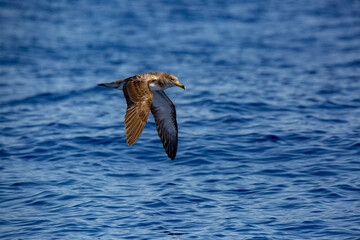 Sea bird in flight. Cory's shearwater (calonectris diomedea)