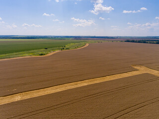 Fototapeta na wymiar Aerial view of yellow wheat field in summer.