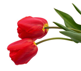 Two red tulips.