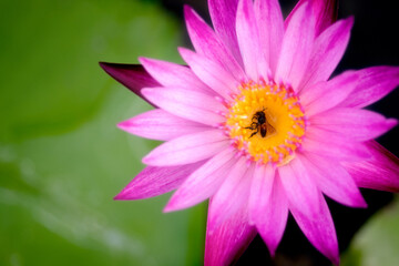 Fototapeta premium Closeup of a dead bee on the yellow pollen of a purple lotus.