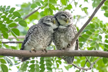Keuken spatwand met foto spot  owl in nature perched on a tree © anake