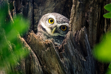 spot  owl in nature perched on a tree