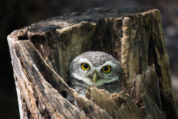 spot  owl in nature perched on a tree
