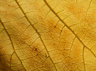 Naklejka na ściany i meble dead yellow leaf texture with veins and dark patches, natural macro background