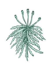 sphagnum moss - perennial herb hand drawing - obrazy, fototapety, plakaty