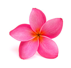 Flowering scented plumeria or frangipani isolated on white background