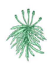 sphagnum moss - perennial herb hand drawing - obrazy, fototapety, plakaty