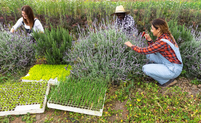 Happy multiracial farmers working in garden picking up lavender flower - Farm people lifestyle concept