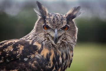 Baby Black Barn Owl 2