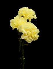 beautiful pale yellow Carnation flowers isolated on plain background
