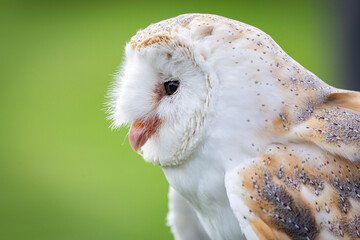 Barn Owl 2