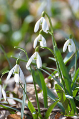 In the forest in spring snowdrops (Galanthus nivalis) bloom