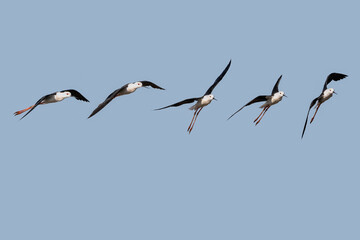 Photo Composition of Black-winged stilt (Himantopus himantopus) in flight