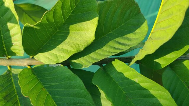 beautiful and fresh line texture on guava leaves