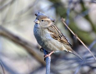 Sparrows (Passer) are sitting on a branch