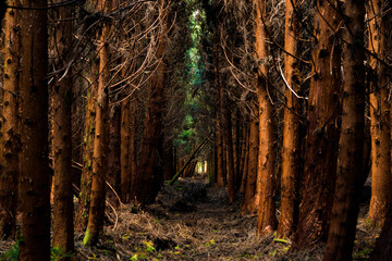 Black forest mysterious landscape. Travel Azores.