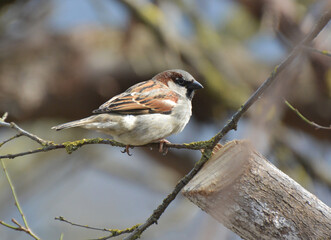 Sparrows (Passer) are sitting on a branch