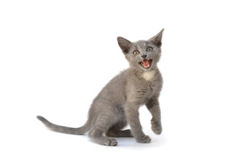 A gray kitten is playing and posing. Photo of a pet on a white background.