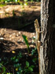 A brown chameleon clings to a tree. 