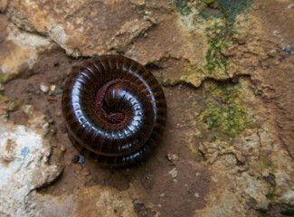 A millipede curled up on the cement floor. 