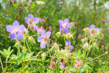Meadow geranium, grows near the lake