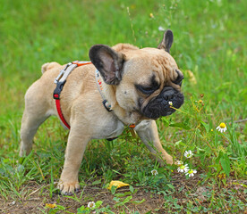 French bulldog puppy sniffing chamomile in park
