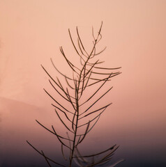 sunset in the grass