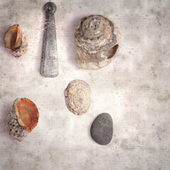 stylish textured old paper background with various objects found on beaches 