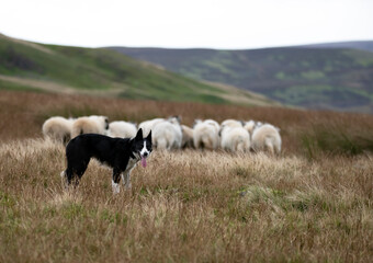 a single sheepdog with a flock of sheep