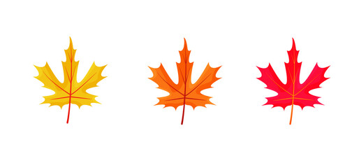 Autumn maple leaves icons isolated on white background. Simple cartoon flat style. Isolated vector illustration. Design for seasonal holiday greeting card, stickers, logo, web and mobile app