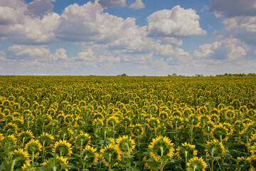 Obraz premium Sunflower fields with white clouds in sunlight as a summer background. Back view of blooming sunflowers. 