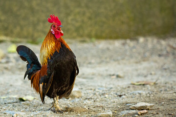 The cock that crows early in the morning as a wake-up call for the local people