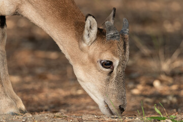 portrait of juvenile mouflon eating grass 