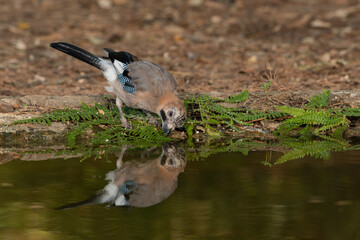 Eurasian jay drinking and reflected in the pond water (garrulus glandarius)
