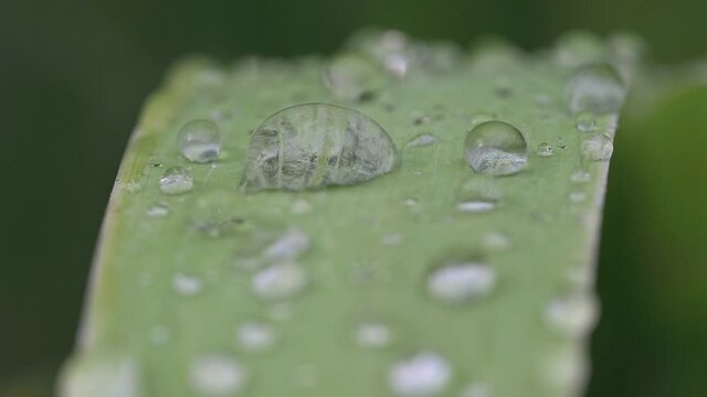 goccioline su pianta verde in 4k