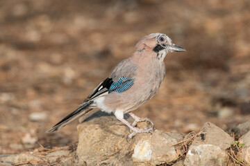 Eurasian jay perched on a stone in the park  (garrulus glandarius)